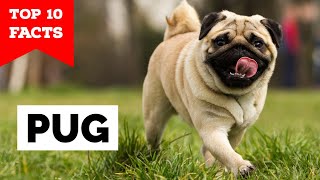 Pug  Top 10 Facts [upl. by Hcire259]