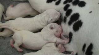 Dalmatian puppies 3 days old 2 [upl. by Secrest62]