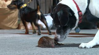 A night with New York Citys rat hunters  AFP [upl. by Festatus]