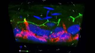 Basal cells make contact with lumen [upl. by Steady218]