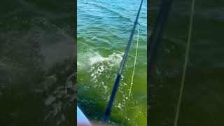 HOUNDFISH In New Jersey Topwater Fishing [upl. by Alison]