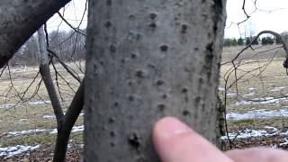 Basswood Tree Identification Video Response to Leaf Life Bushcraft [upl. by Adraynek]