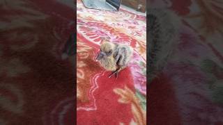 Pigeon chick birds birdslover birdsounds trending viralvideo funny [upl. by Katleen]