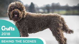 Meet the Barbet  Crufts newest dog  Crufts 2018 [upl. by Darrill]