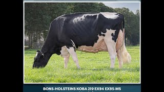 2023 Royal Ulster Winter FairHolstein HeiferDalevalleySteve McLoughlinDamm amp Rathard Holsteins [upl. by Bellda]