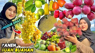 Petik buahbuahan segar  Panen buah dikebun [upl. by Cattier]