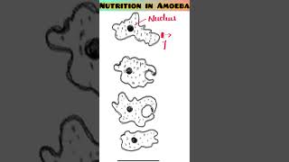 Nutrition Of Amoeba viral trending shortsvideo ytshorts biology ScienceByDeeba [upl. by Gnilyarg]