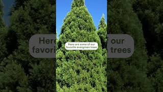 Evergreen Trees Your Ultimate Guide to YearRound Greenery 🌲 [upl. by Shirleen]