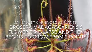 Drosera madagascariensis flower timelapse and grows from to points [upl. by Riamo74]