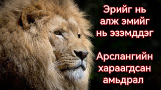 Majingilane арслангуудын амьдрал тэмцэл үхэл Онц сонирхолтой Гоё түүх Goy tuuhuud 2024 mongol hel [upl. by Pillsbury]