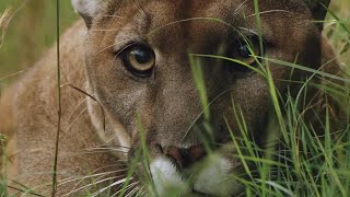 How Jogger Strangled Mountain Lion [upl. by Cummins648]