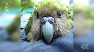 Kakapo breeding season off to a great start RNZ Checkpoint [upl. by Nnarual569]