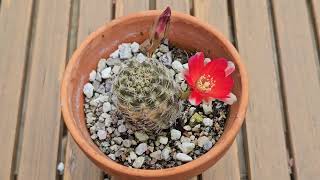 Rebutia raushii in bloom June 2024 [upl. by Yvonne]