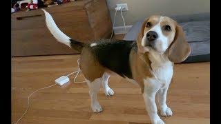 Adorable beagle listens carefully [upl. by Christmas]