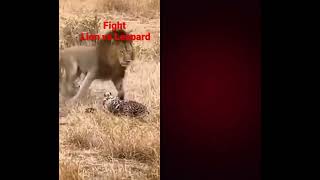 Leopard vs lion fight [upl. by Normand549]