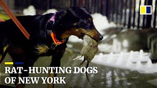 Rathunting dogs of New York City help tackle rodent problem [upl. by Jemima]