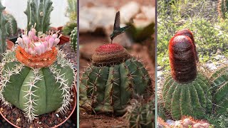 25 Tipos de cactus cubanos que debes conocer Melocactus [upl. by Swinton850]