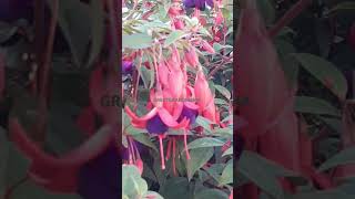 FUCHSIAS Fife Scotland 🏴󠁧󠁢󠁳󠁣󠁴󠁿 [upl. by Shamus]