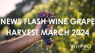 News Flash Wine Grape Harvest March 2024  Stellenbosch [upl. by Leibman]