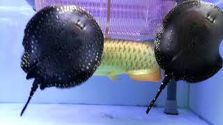 98gallons arowana comm tank with sump filter setup 19 [upl. by Etka]