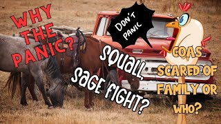 Summer Wells Case COAS PANICS ON SAGE SLEUTH Sqaull and Sage Fight [upl. by Lubbock259]