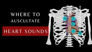 Auscultation of Heart Sounds  Auscultory areas  Cardiac Physiology heartsounds shorts [upl. by Nageem2]