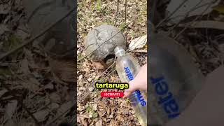 Una ragazza disturba una tartaruga e finisce male 🐢😳 shorts [upl. by Peltier]