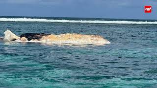 Baleine en décomposition échouée à BlueBay  les habitants dénoncent l’inaction des autorités [upl. by Oak]