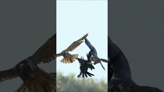 Peregrine falcon attack 😱 shorts viral shortvideo falcon birds wildlife animals trending [upl. by Neiv]