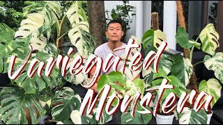 Variegated monstera care and propagation [upl. by Tonya]