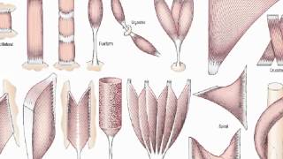 general anatomy 3 skeletal musclesdr  Sameh Ghazy [upl. by Laro913]