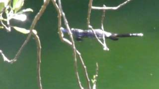 Platypus at Jenolan Caves NSW Ausralia [upl. by Lahsiv]