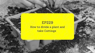 EP229  How to divide a plant and take Cuttings 5minutefriday [upl. by Nnyliram]