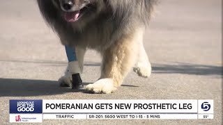 Utah Pomeranian receives groundbreaking surgery and prosthetic leg [upl. by Keenan773]