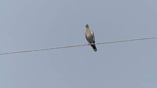 Whitewinged Dove calling once [upl. by Pitzer]