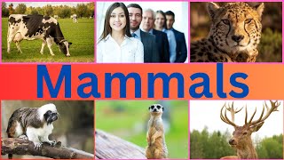 Mammals  Mammals for Kids  Fun and Educational Mammals for Kids [upl. by Jory]