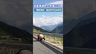 🐼游客偶遇野生大熊猫过马路 “圆滚滚的”超级可爱！ 熊猫 四川 panda animals [upl. by Ger]