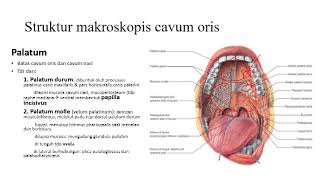 Anatomi Cavum Oris [upl. by Zined]