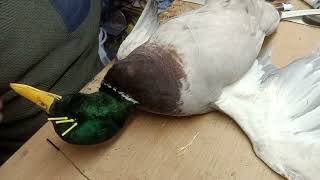 Duck Taxidermy Tutorial [upl. by Clemens]