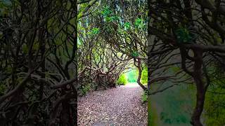 Walking through a tree grotto sheringhampark naturelovers norfolkcoast [upl. by Butta]