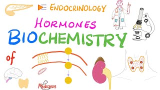 Hormone Biochemistry Genomic vs Nongenomic Actions [upl. by Assyli]