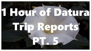 1 Hour of Datura Trip Reports Part 5 [upl. by Walburga38]