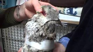 Feeding a Screech Owl [upl. by Burr]