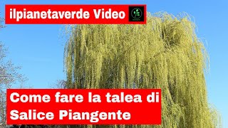 Come riprodurre per talea il Salice Piangente  Salix Babylonica [upl. by Acnaib665]