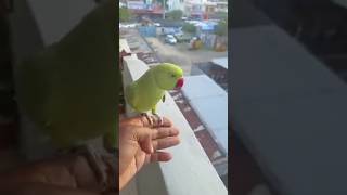 parrot harness tarning aout dor 🦜🦜shotsviraltrending [upl. by Nell]