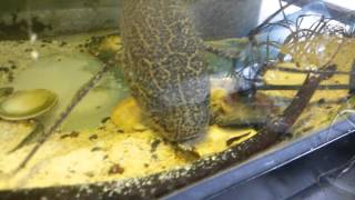 Protopterus aethiopicus Mrgoris carp feeding [upl. by Rosemare]