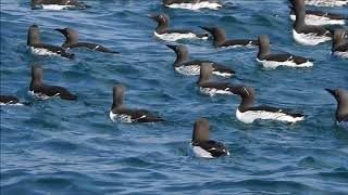 Common Murres and Razorbills in Iceland [upl. by Rusticus]