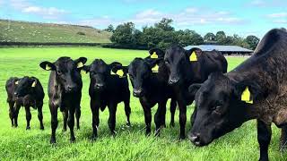 Wortley Wagyu How this Yorkshire farm became the region’s Clarkson’s Farm [upl. by Aneema]