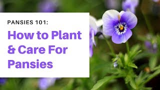 Pansies 101 How to Plant and Care For Pansies [upl. by Milman]