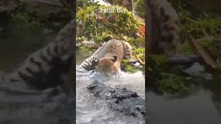 NGERII NIHKUCING HUTAN BERANI SEKALI TANGKAP IKAN DEPAN PREDATOR animals crocodile [upl. by Aneroc258]